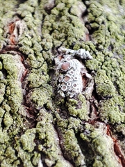 Lecanora argentata