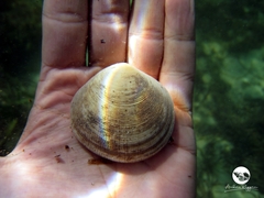 Pseudarcopagia decora