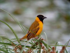 Ploceus melanocephalus