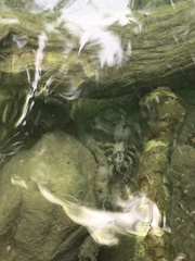 Austropotamobius torrentium