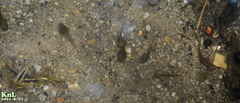 Rana huanrensis