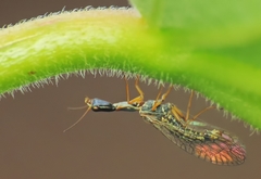 Raphidia euxina