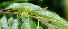Castanea crenata