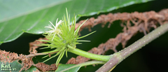 Castanea crenata