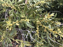Myricaceae