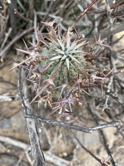 Euphorbia stellispina