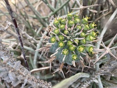Euphorbia stellispina