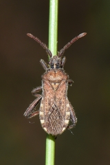 Loxocnemis dentator