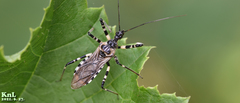 Sphedanolestes impressicollis