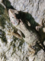 Psammophilus dorsalis