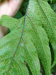 Tectaria melanocaulos