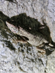 Psammophilus dorsalis