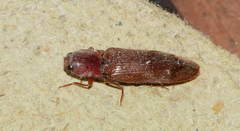 Stenagostus rhombeus