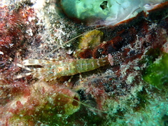 Hippolytidae