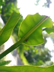 Indopadilla vimedaba