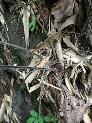 Tectaria melanocaulos