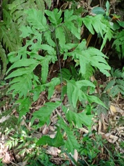 Tectaria melanocaulos