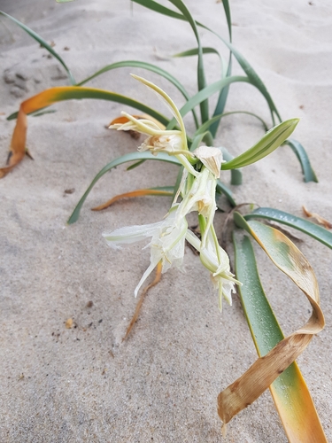 photo of Sea Daffodil (Pancratium maritimum)