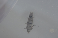 Blastesthia tessulatana