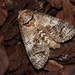 Goat Moth - Photo (c) Wolf-Achim and Hanna Roland, some rights reserved (CC BY-NC), uploaded by Wolf-Achim and Hanna Roland