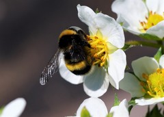 Bombus sporadicus