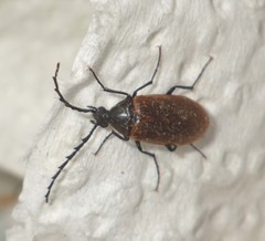 Pseudocistela ceramboides