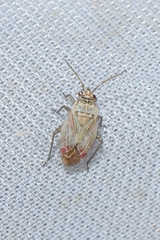 Pachyxyphus lineellus