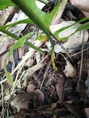 Microsorum membranifolium