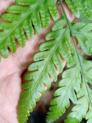 Tectaria subsageniacea