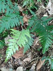 Tectaria subsageniacea