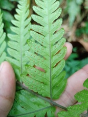 Tectaria subsageniacea