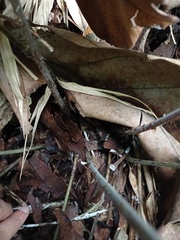 Tectaria subsageniacea