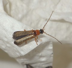 Rhagonycha lutea
