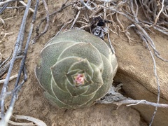 Crassula hemisphaerica