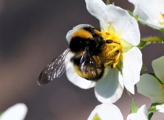 Bombus sporadicus