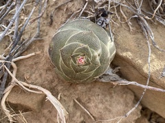 Crassula hemisphaerica
