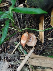 Tabernaemontana macrocarpa