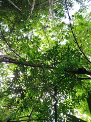 Tabernaemontana macrocarpa