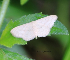 Idaea biselata