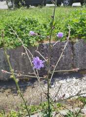 Cichorium intybus