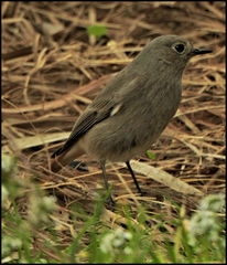 Phoenicurus ochruros