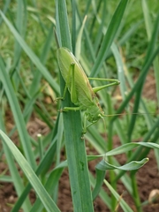 Tettigonia cantans