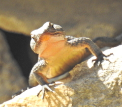 Ninurta coeruleopunctatus