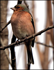 Fringilla coelebs