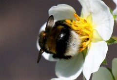 Bombus sporadicus