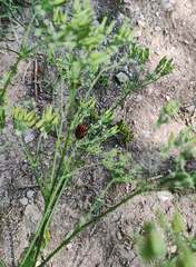 Graphosoma italicum italicum
