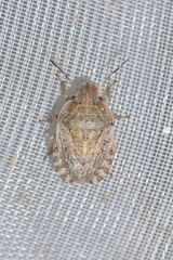 Sciocoris macrocephalus