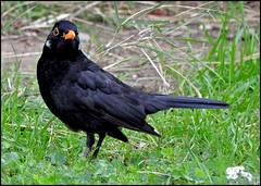 Turdus merula