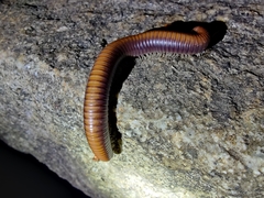 Trigoniulus corallinus