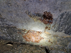 Trigoniulus corallinus